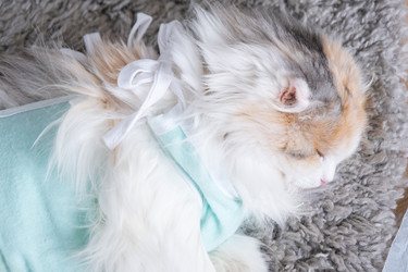 Similar image 22436330