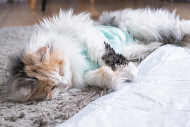 Similar image 22436332