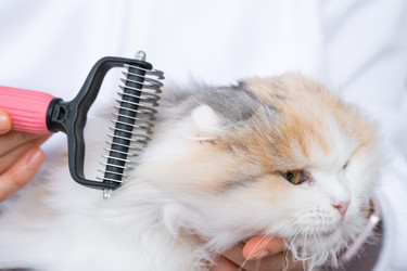 Similar image 22436333