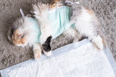 Similar image 22436336