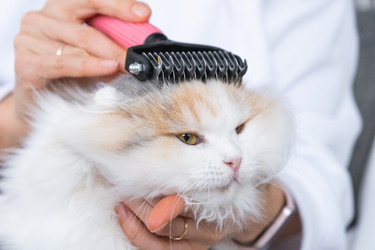 Similar image 22436339