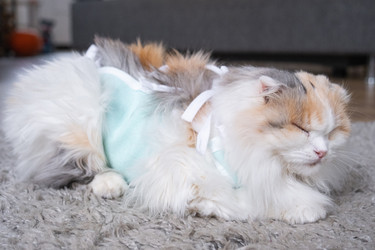 Similar image 22436341