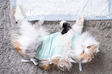 Similar image 22436361