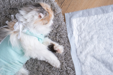 Similar image 22436370