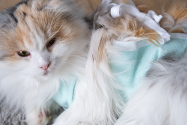 Similar image 22436373