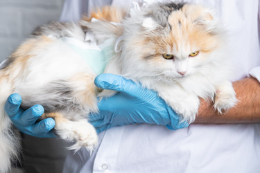 Similar image 22436377