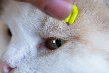 Similar image 22436382