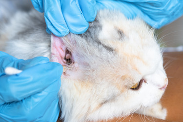 Similar image 22436384