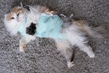 Similar image 22436390