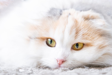 Similar image 22436394