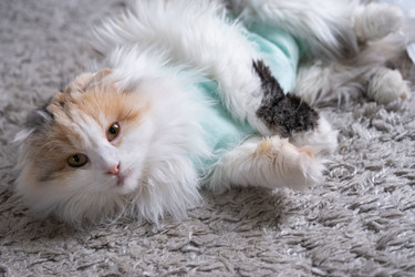 Similar image 22436400