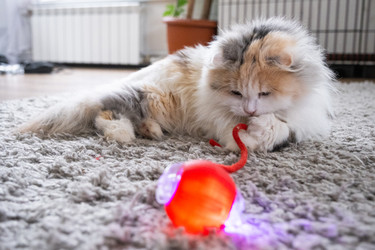 Similar image 22436417