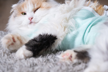 Similar image 22436429