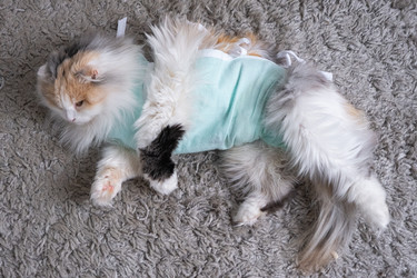 Similar image 22436448