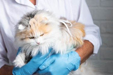 Similar image 22436449