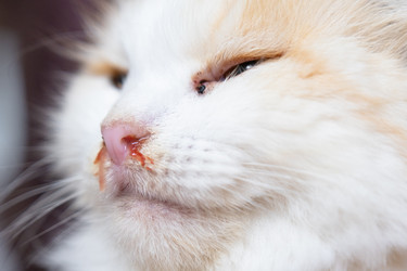 Similar image 22436451