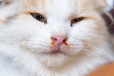 Similar image 22436456