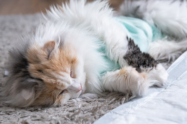 Similar image 22436462