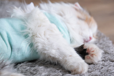 Similar image 22436472