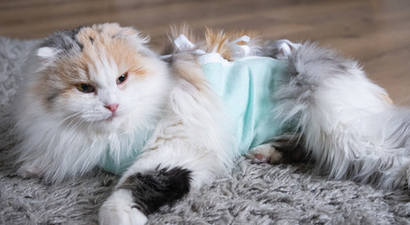 Similar image 22436492