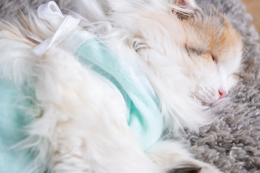 Similar image 22436494