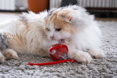 Similar image 22436500