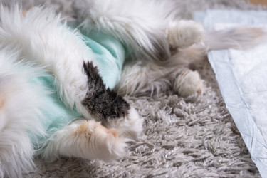 Similar image 22436503