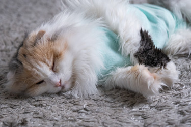 Similar image 22436522