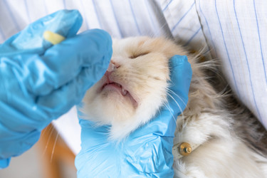 Similar image 22436523