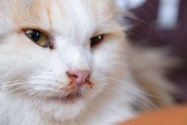 Similar image 22443060