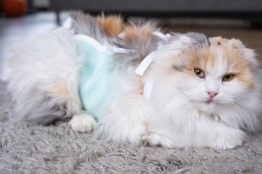 Similar image 22443062