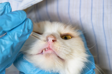 Similar image 22443071