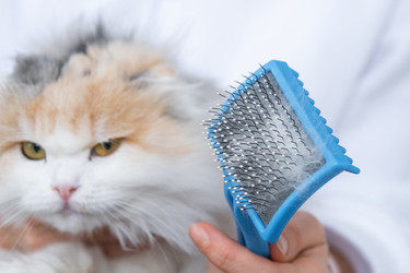 Similar image 22443084