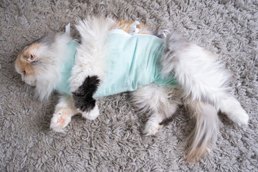 Similar image 22443085