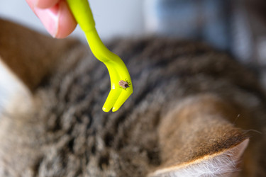 Similar image 22443086