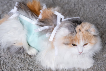 Similar image 22443089