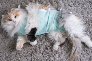 Similar image 22443092