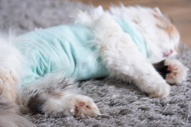 Similar image 22443095