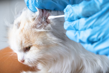 Similar image 22443099