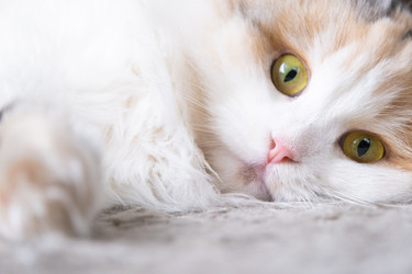 Similar image 22436524