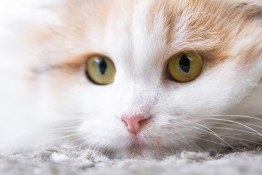 Similar image 22436535