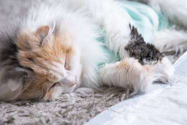 Similar image 22436541