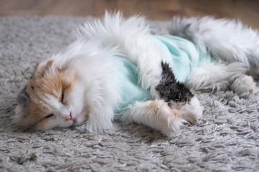 Similar image 22436548