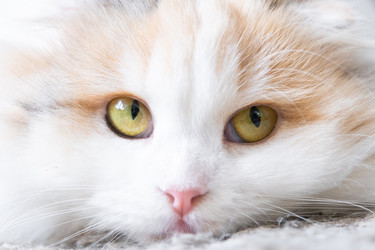 Similar image 22436552