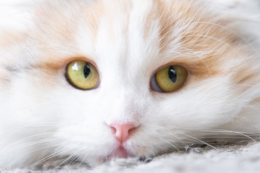 Similar image 22436555