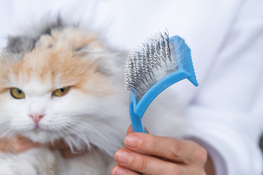 Similar image 22436556