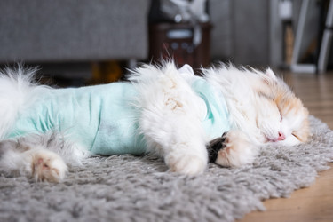 Similar image 22436561