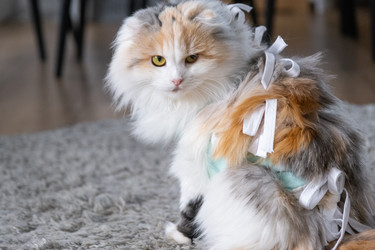 Similar image 22436568