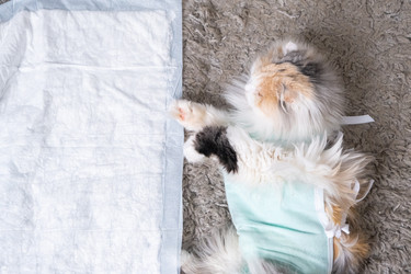 Similar image 22436572