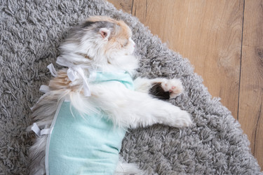 Similar image 22436575